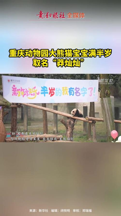 熊猫起名宝宝免费取名大全 小龙的宝宝起名字